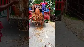 gabtoli cow haat tiktok video