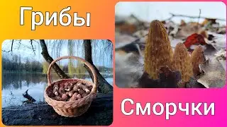 Грибы сморчки проснулись раньше времени. Где искать грибы?