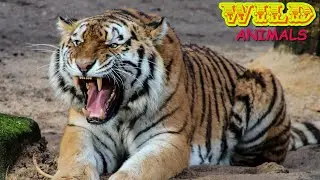 TIGER SOUND - Tiger Sound Effect Roar - Tiger Facts