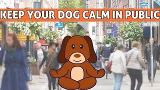 Keep Your Dog Calm In Public