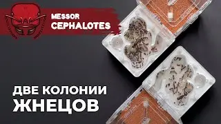 САМЫЕ КРУПНЫЕ МУРАВЬИ-ЖНЕЦЫ В МИРЕ | Giant African harvester ant | Messor cephalotes