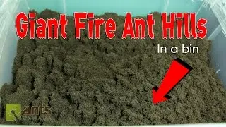 Fire Ants Build Giant Ant Hills in a Bin