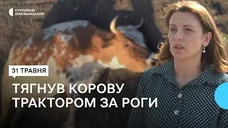 У нарузі над тільною коровою у селищі Антоніни підозрюють 22-річного жителя сусіднього села