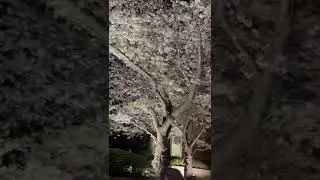 Have you ever seen Cherry Blossom at night? #nightcherryblossom #shorts #shortvideo #shortsfeed