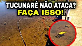 Oque fazer quando o TUCUNARÉ não quer atacar a isca artificial?