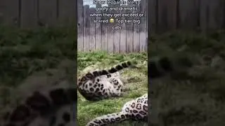 Goofy Snow Leopard Jumping