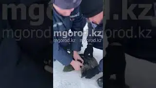 В Актобе спасли кошку из пожара