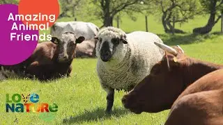 How This Sheep Became King of His Cattle | Love Nature Kids