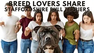 Why Staffordshire Bull Terriers Make The PERFECT Family Dog?