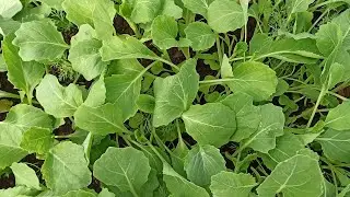 How to plant seedlings of cabbage in open ground. When to plant cabbage seedlings