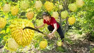 Harvesting jackfruit hybridization custard apple Goes to market sell | Harvest and Sell