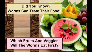 Which Fruits & Veggies will Red Wigglers Eat First! Watch this Time-Lapse to Find Out. Vermicompost