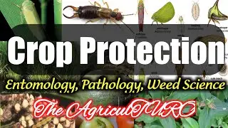 Crop Protection (Entomology, Pathology, Weed Science) PPT