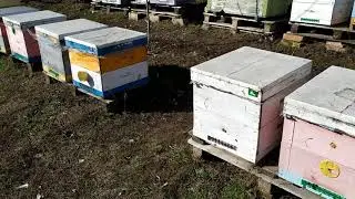 Частковий обліт карніки 19.02.2020 #Матковод_Кагарлык
