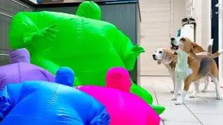 Funny Beagles Get Pranked By FAT SUITS!