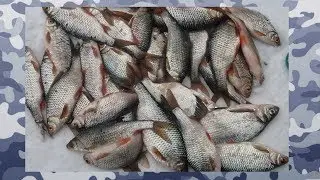 Закрытие Зимнего Сезона.Ловля Плотвы На Гирлянду!Часть 2