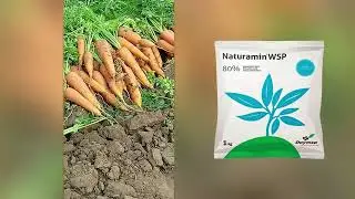 Отличный результат применение Натурамина на моркови. РЕЗУЛЬТАТЫ ПРЕВЗОШЁЛ ВСЕ ОЖИДАНИЙ!!!