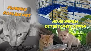 Рыжика больше нет. Но есть его семья, живущая в опасном месте.
