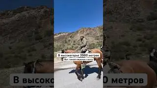 Перегон скота на высоте 2000 метров 