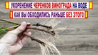 🍇 Если собрались УКОРЕНЯТЬ ЧЕРЕНКИ ВИНОГРАДА на воде? ЭТА УМНАЯ 100% САМОДЕЛКА Вам точно поможет!