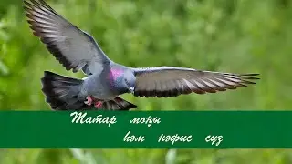 Кугэрчен горлидер. Татар халык кое.