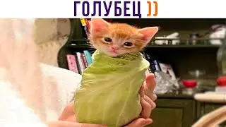 ГОЛУБЕЦ ))) Приколы с котами | Мемозг 1292