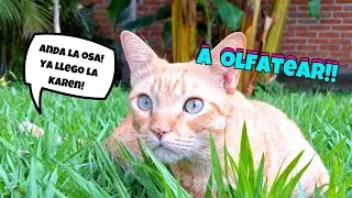 ¿Porque los gatos ACTÚAN ASÍ cuando vuelves A CASA de la calle?