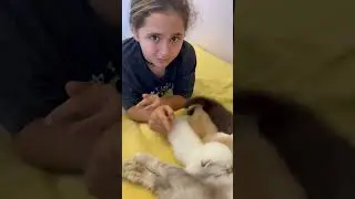 Kediler pişmiş yanmış #shortsvideo #shortvideo #shorts