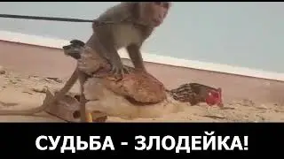 Обезьяна и курица!