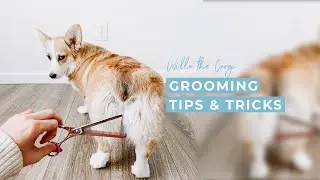 How to Groom Your Dog at Home | How I Groom My Corgi Myself