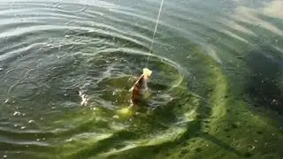 Fishing for redfish in the Karolinska snap