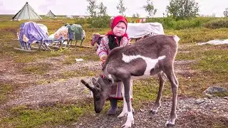 Стойбище Оленеводов. Крайний Север. Жизнь. Быт. Как считают Оленей. Кораль.