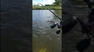 Pike fishing. Мощная поклевка щуки у самой лодки. #shorts