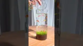 beautiful mini aquarium setup, small aquarium setup #aquarium #shortvideo #shorts