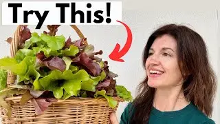 Growing TONS of LETTUCE & What Works from Seed to Harvest!