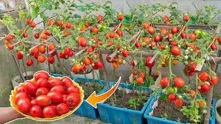 Tips for growing tomatoes that are extremely simple but have high yields - Not everyone knows