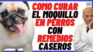 HOW TO CURE DISTETER IN DOGS WITH HOME REMEDIES? (ADULTS AND PUPPIES)
