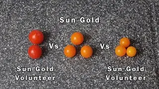 Sun Gold Vs 2 Sun Gold Volunteers - A Taste Test Comparison