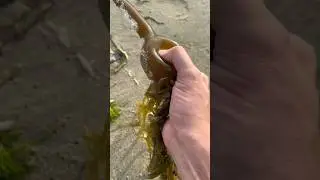 Extremely Satisfying Popping Sea Balls and Jellyfish! 