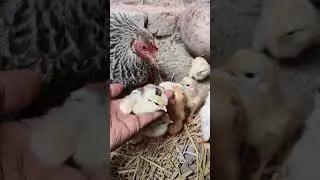 hen hatch cute 8 chicks #shorts