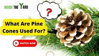 What Are Pine Cones Used For?