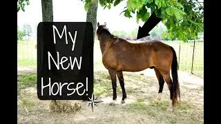 The Arrival of My New Horse! | The Horse Next Door