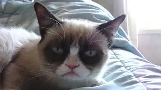 Sleepy Grumpy Cat!