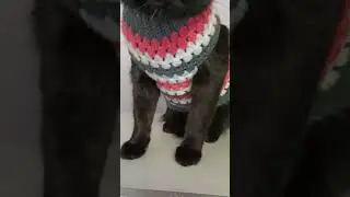 Раз полоска, два полоска, свитерок коту готов!