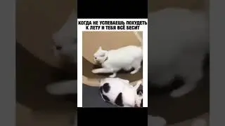 злая кошка🤣