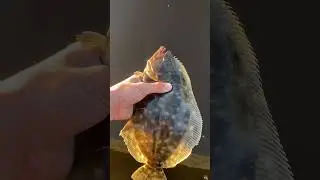 Tiny flounder during sunset!