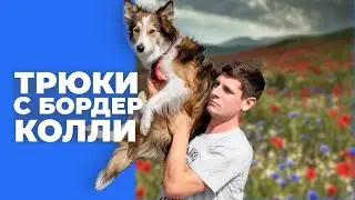 ПОКАЗЫВАЮ ТРЮКИ С БОРДЕР КОЛЛИ СИРИ 🎙️ В прямом эфире занимаюсь с собакой трюковой дрессировкой 🐶