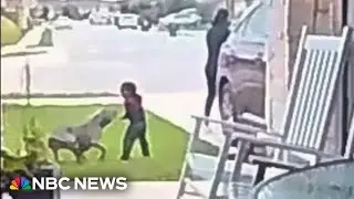 Video captures mother saving toddler attacked by dog