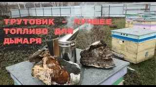 Трутовик - лучшее топливо для дымаря