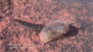 Macro Life in an Ephemeral Pool at Red Rock Canyon ~ Clam Shrimp, Fairy Shrimp, Triops